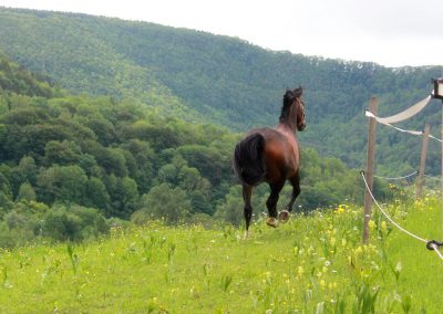 Essentalhof: Boxen-Impressionen (7)