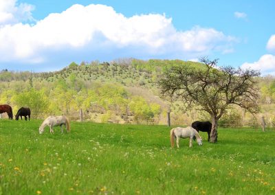 Essentalhof: Impressionen Offenstall (5)