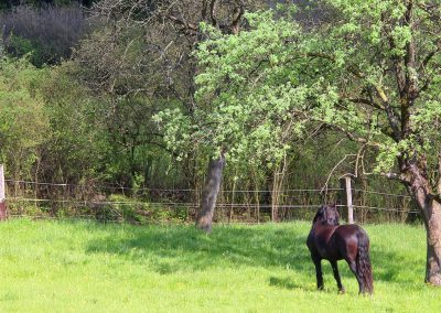 Essentalhof: Impressionen Offenstall (6)