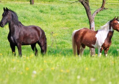 Essentalhof: Impressionen Offenstall (7)