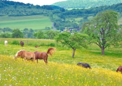 Essentalhof: Impressionen Offenstall (8)